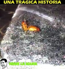 Acompañenme a ver esta triste historia