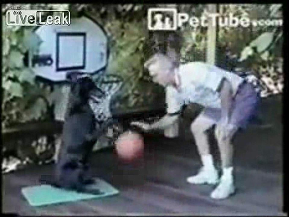 Basketball Dog