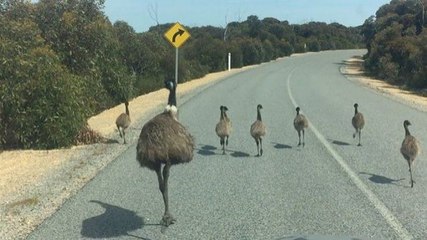 Une famille d'émeus court sur une route