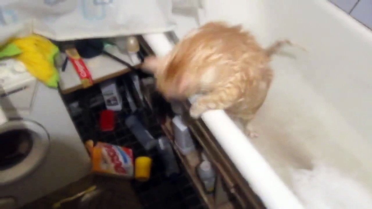 Ce chat trop gros n'arrive pas à sortir de la baignoire et c'est hilarant