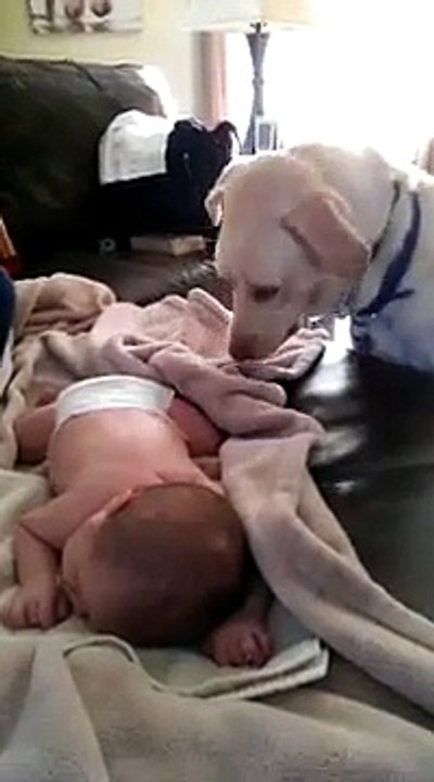 Un chien couvre un bປé