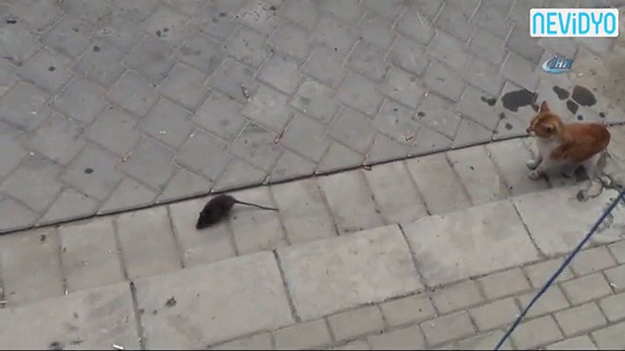 Kediye kafa tutan fare