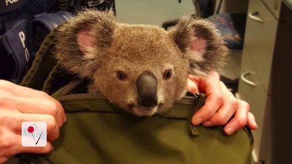 Police Find Baby Koala In Woman's Bag During Arrest