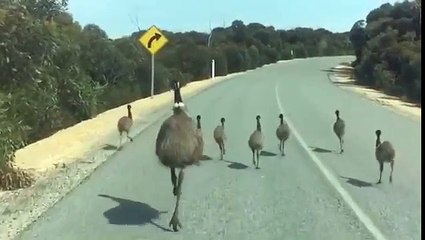 Une famille d'emeus sur la route !
