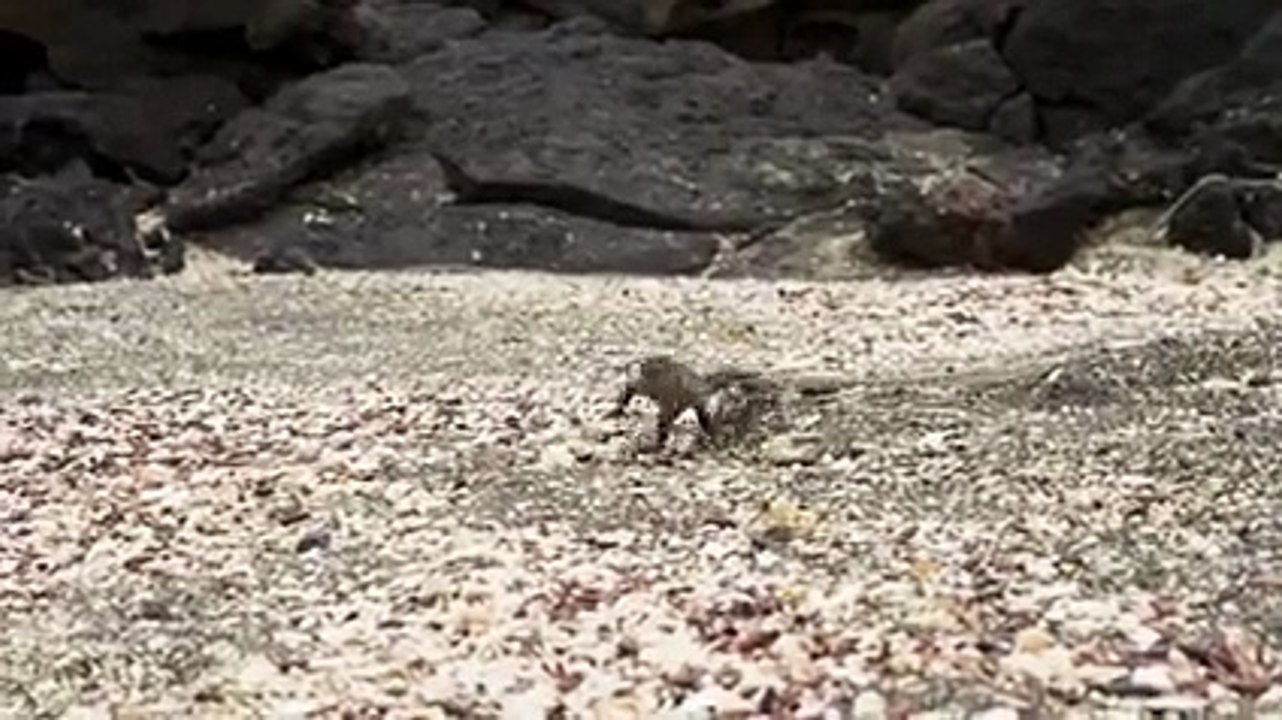 200 Yılanın arasından kaçan iguana