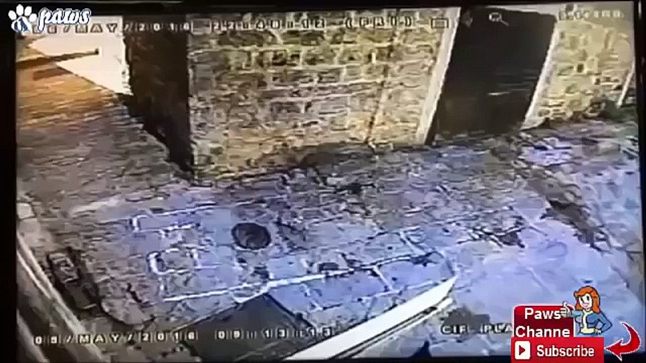 Most Amazing Wild Animal Attacks!!!!.