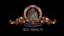 Most Shocking Lion Attacks Buffalo - Crazy Animal Attack People,Bear,Rhino,elephant | Wild