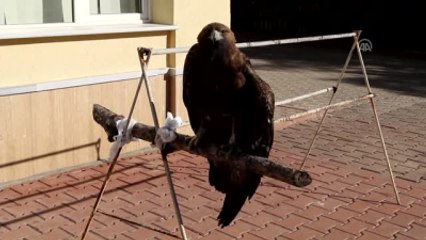 Yaralı Kartal Tedavi Altına Alındı