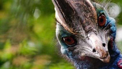 Le casoar, cet oiseau redoutable