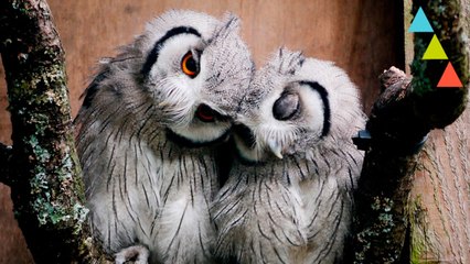 10 Animales más fieles que tú