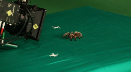 Film Setindeki Tarantula, Günde 800 TL Kazanıyor