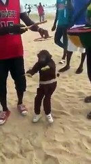 Des marionnettistes animent un singe à la perfection !