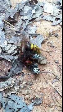 Deux abeilles se battent, l'une coupe l'autre en deux qui continue encore à bouger !