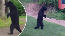 Viral bear ‘Pedals’ will no longer charm us by walking around on two legs. Because someone shot him