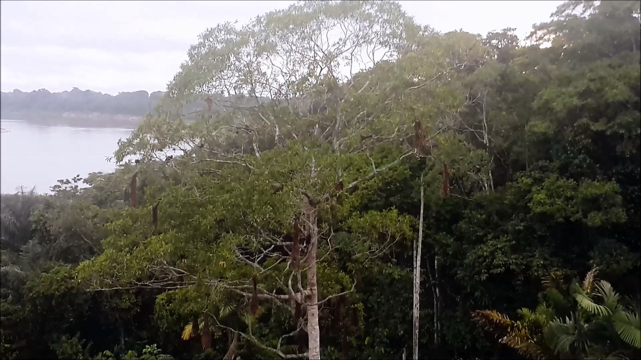 Arbre à nids Palmari