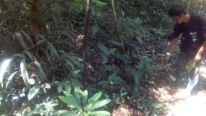 recherche serpent jungle Amazonie