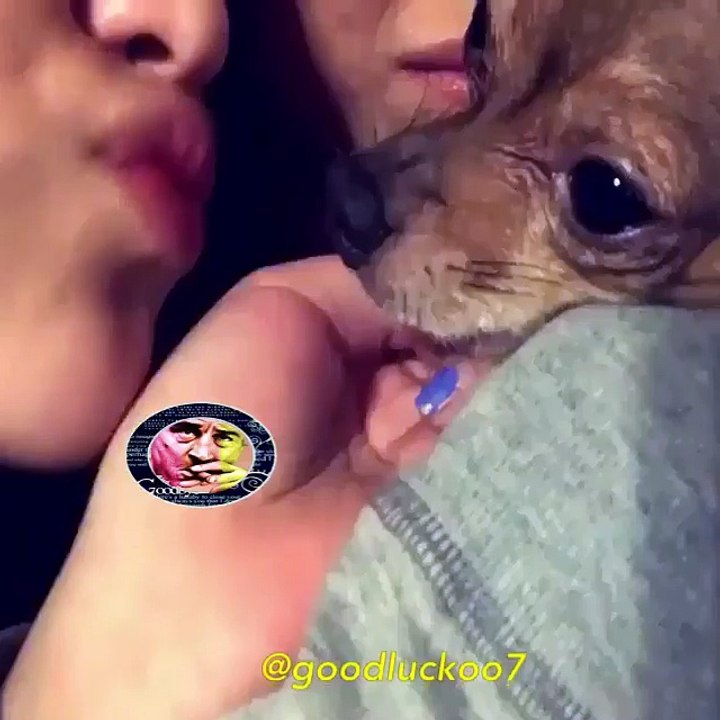 Dog Cut Funny