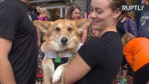 Happy Howl-o-ween from Ruptly with this Corgi Costume Parade