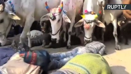 Cows Trample Hindu Worshippers in Centuries Old Ritual