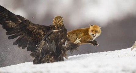 Yok böyle av dedirtecek görüntüler..