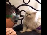 Cookie the Cat Clearly Doesn't Like to Be Brushed