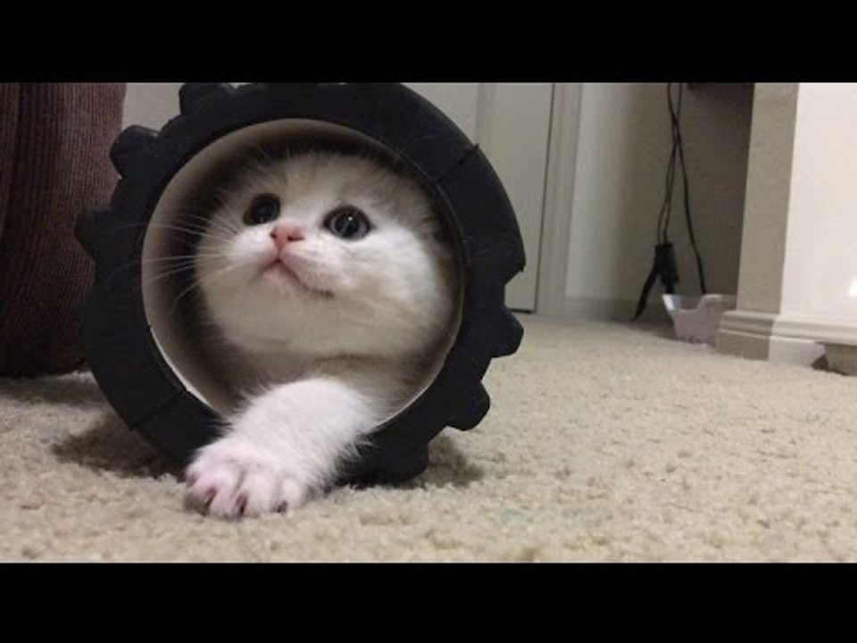 Playful Kitten Makes Adorable First Impression