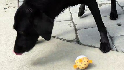 Dog takes game of fetch to whole new level