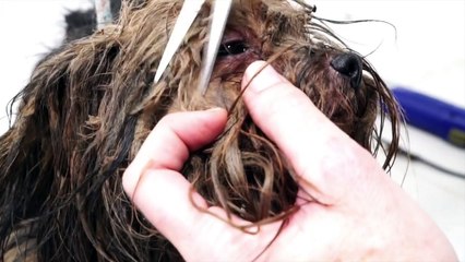 Incredible transformation of Yorkie used at puppy mill for breeding his entire life