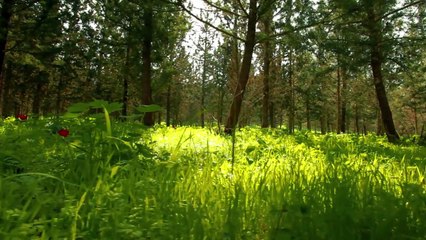 New Biomimicry Global Design Challenge Opens | Ray C. Anderson Foundation