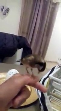 Regardez ce Chardonneret il est bien dompter de : Abraham Manon