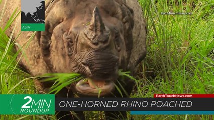 Counting cuttlefish, a sunfish rescue & South Africa’s rhino poaching stats