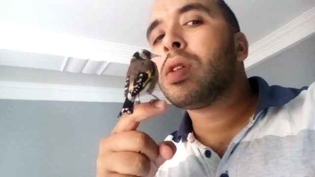 Le super Chardonneret de Youcef Kada bien dompter