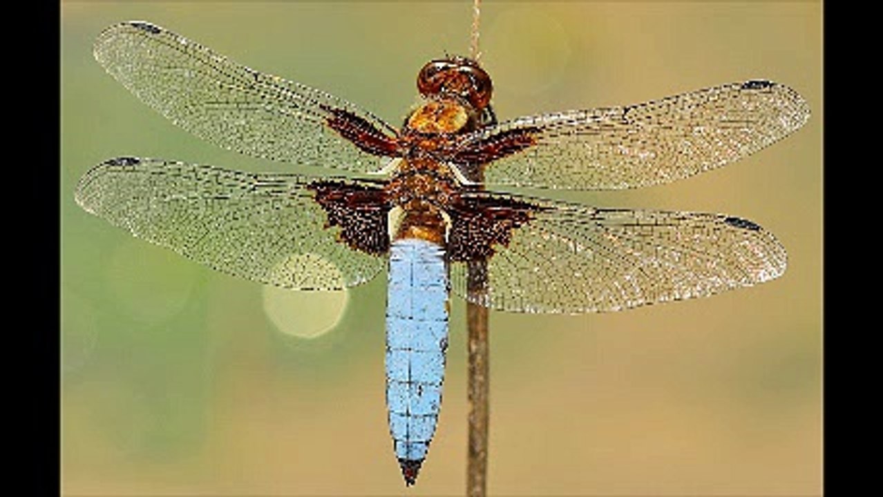 Απεντομώσεις κατσαρίδες Άγιοι Ανάργυροι 2ΙΙ.4ΙΙ4ΙΙΟ Απολυμάνσεις κατσαρίδες Άγιοι Ανάργυροι Μυοκτονίες Άγιοι Ανάργυροι μυρμήγκια σκόρο ψύλλους τσιμπούριακουνούπια μύγες ποντίκια κοριούς σαράκι Disinfestation cockroaches Ayioi Anargyroi Deratization Ayioi