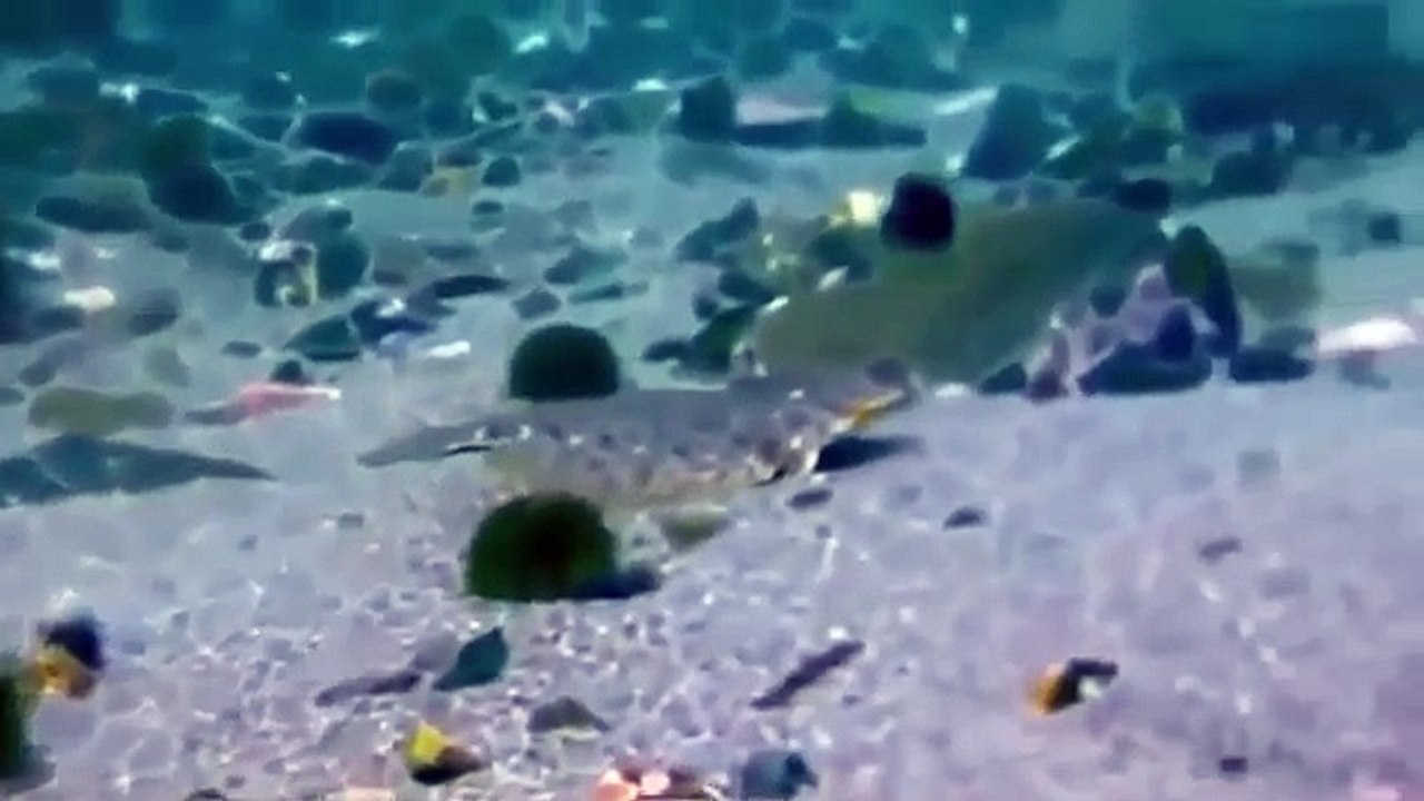 Most Amazing Wild Animal Attacks #32 Eagles attack Wolves, Deer, Sea lions, Snakes