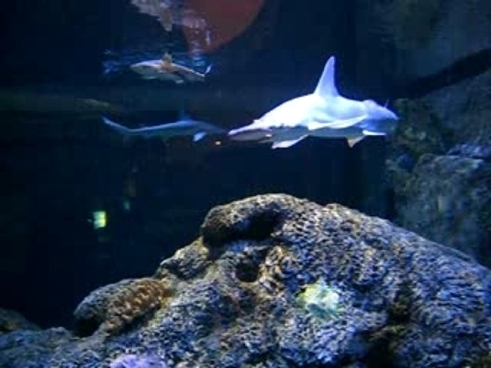 August 07 SHARK REEF
