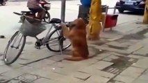Пёс охраняет велосипед. Смотрим что произойдёт когда придёт хозяин )