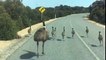 Une famille d'émeus court sur une route
