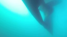 Un cargo passe au-dessus d'un plongeur