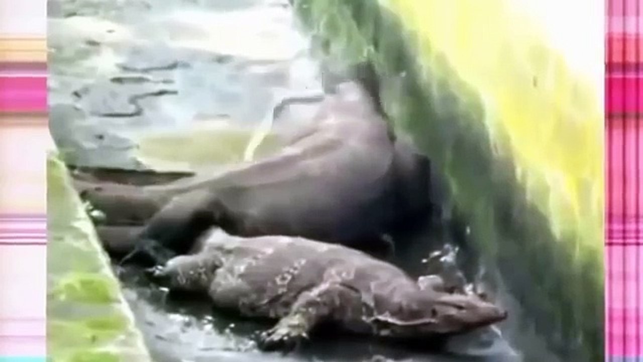 Komodo Dragon Attacks Komodo Dragon vs King Cobra Komodo Dragon Documentary 2016