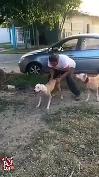 Skillful Dog | Amazing |