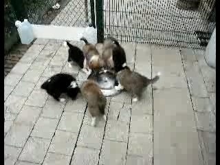 Repas des chiots le 23 août 2007