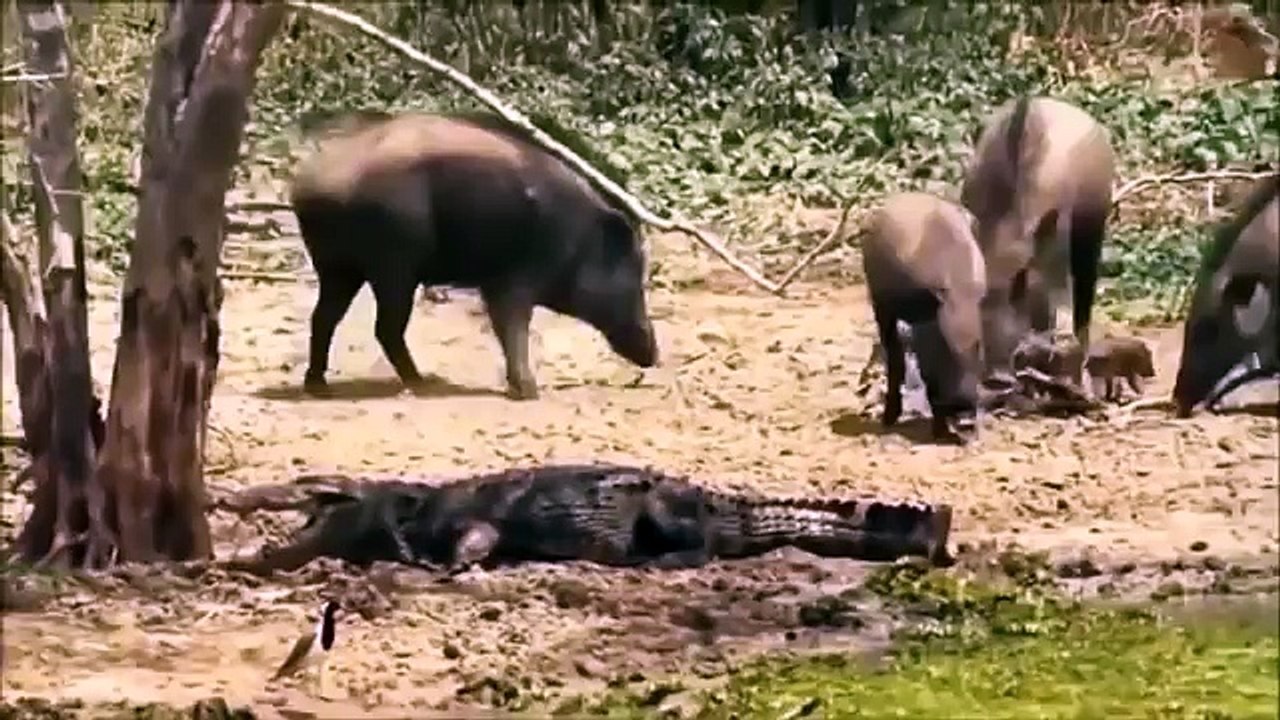 When Prey Fights Back Lion vs Warthog vs Leopard vs Crocodile vs Giraffe