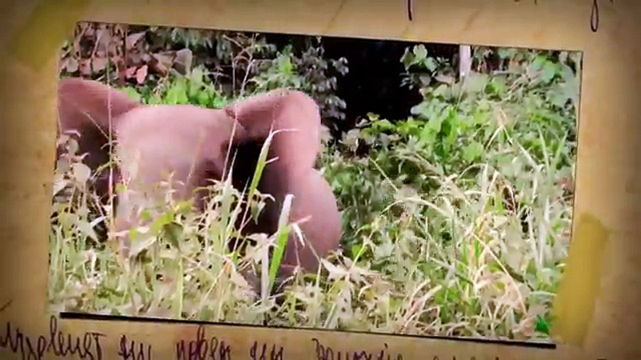 Piloté par le faisan de chasse / Chasse au faisan