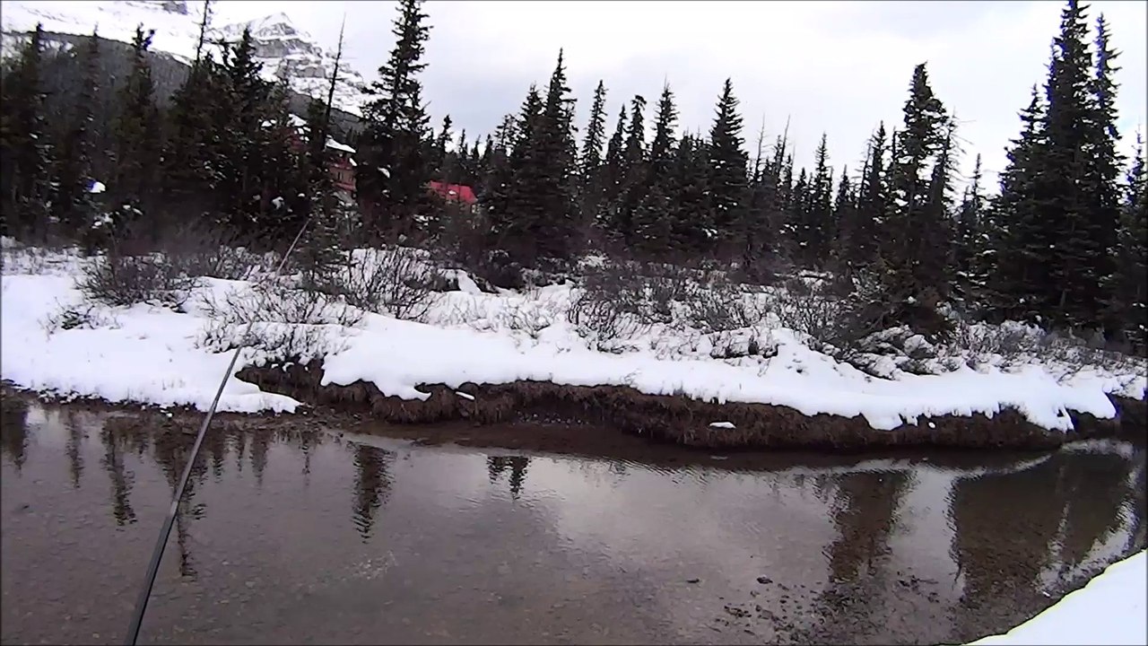 HUge Lake Trout trial