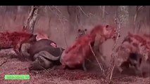Lion vs Hyena, Tiger vs Buffalo | Real Fight Animals On The Planet #PART1