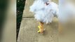 She's just strutting her stuff like any normal chicken would do