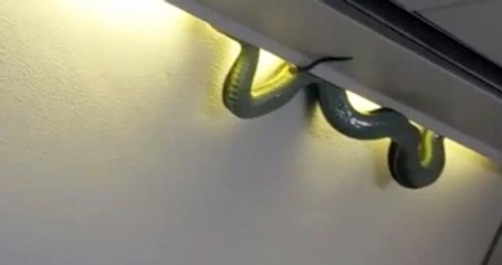 Meksika'da Yolcu Uçağına Giren Yılan Paniğe Neden Oldu