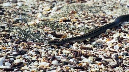 Bebe iguane chassé par des serpents, la plus belle vidéo animale