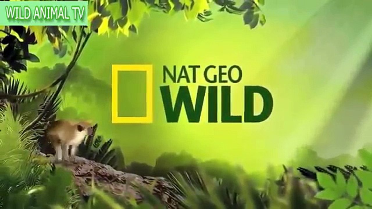 Top 5 Best Most Amazing Animals Attack # Elephant vs buffalo, Gnu, Lion, Donkey