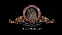 En león que se mató en el acto de Buffalo # Más Sorprendente la Gran Batalla de los Animales Cocodrilo HD :